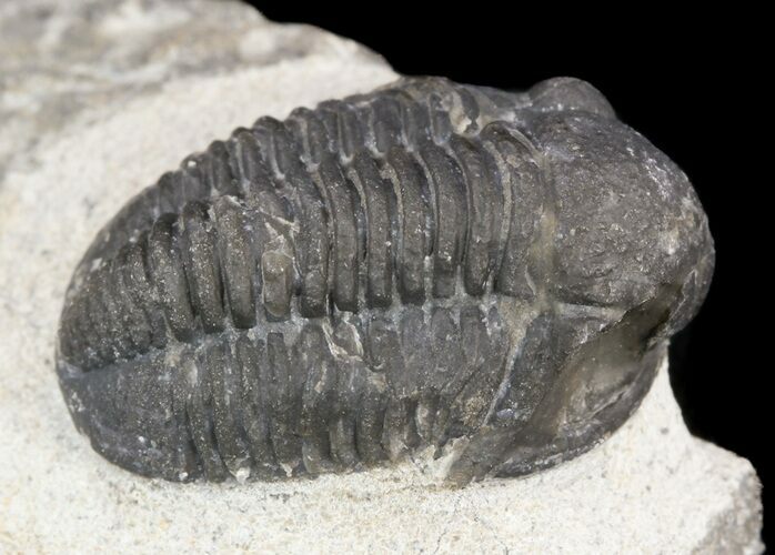 Bargain, Gerastos Trilobite Fossil - Morocco #52121
